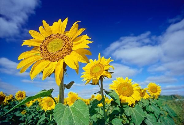 Canada-Manitoba-Altona Close-up of sunflowers